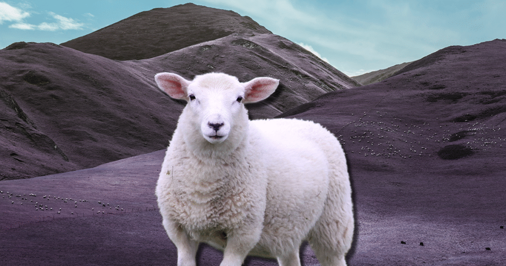 一只白色绵羊站在紫色山谷中，远处有成群的绵羊散布在山坡上